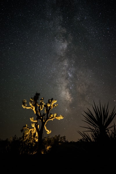 一根点燃的树和星星的照片
